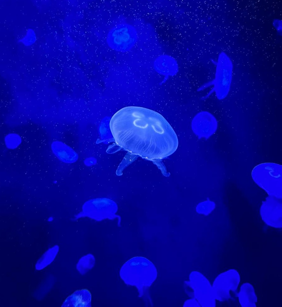 "In a community, it’s important to still be yourself and shine through! This illuminated moon jellyfish shows just that!" said Miami U AIP graduate Lara Vezard '24 of Edison, NJ. Lara took the photo during her 2024 Urban Ecology course at WCS's New York Aquarium.