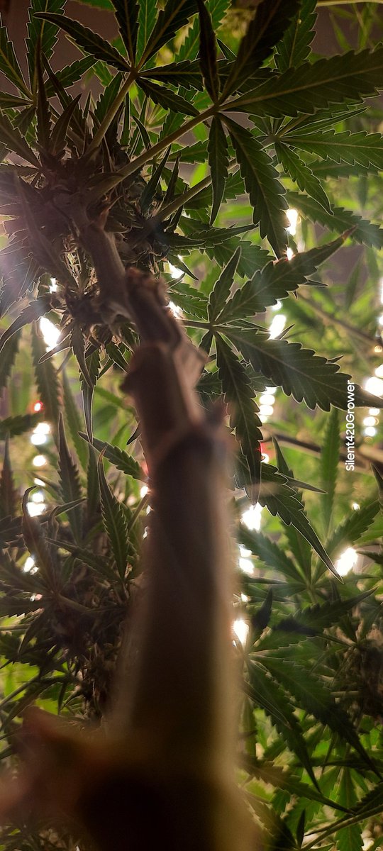 silentgrower's tweet photo. These up-shots of the @ILGMOfficial Amnesia Haze Autos are pretty cool, NGL! 
Day 64
#Mmemberville #growyourown #420community https://t.co/OdNjcoRwYV