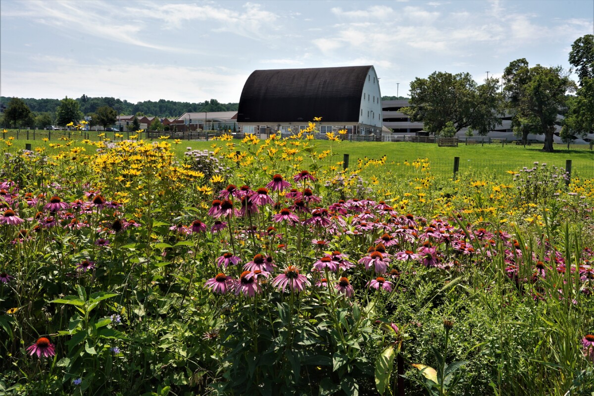 ErnstSeeds's tweet photo. If you’re looking for an alternative to a traditional lawn, a #nativemeadow is a great option. Learn more: https://t.co/UNhS3VeKVK
#ernstseeds #nativeseeds #nativeplants #meadow #pollinators #biodiversity #conservation https://t.co/PemzHsMZkT