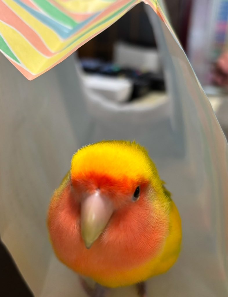 kiirop2024's tweet photo. 迷子にさせてから1週間が過ぎてしまいました…見ていただいた方、拡散、リポストしていただいた方、本当にありがとうございます。感謝です… 残念ながら未だ情報がなく保護できていません😭

#コザクラインコ #インコ迷子 #迷子インコ #インコ目撃 #インコ情報 #インコ保護 #保護インコ #横浜市鶴見区 https://t.co/s3NG4FjWbq