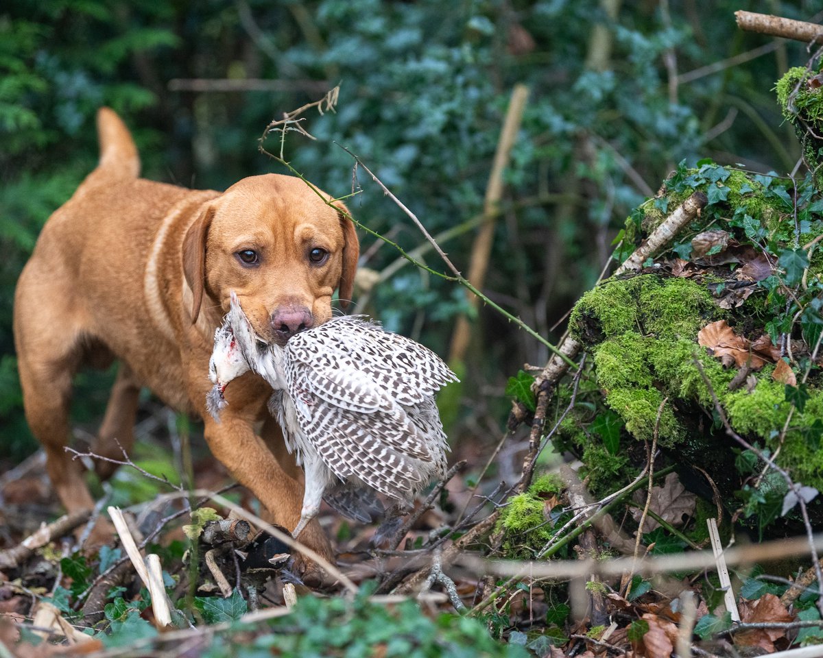 lurcherwork's tweet photo. #shooting #pheasant #gundog #birddog #labrador #spaniel #countryfashion #gameshooting https://t.co/vnxOkXoZ3z