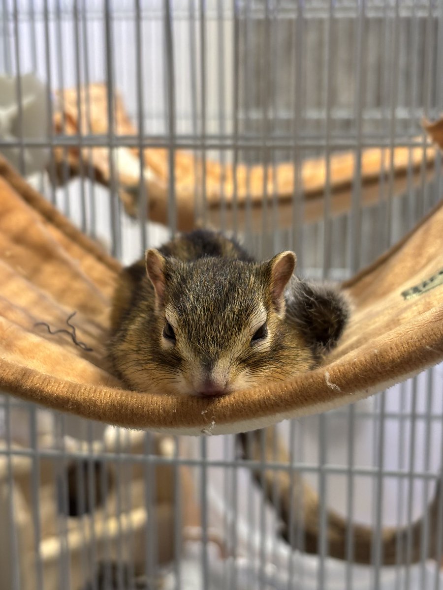 Chipndalem's tweet photo. 今日のちいさま🐿️💕

おねむだねぇ☺️

なんか用🐿️😪？

#シマリス #chipmunk #chipndale #chip #���イガー期 https://t.co/gHqyb9rsj8