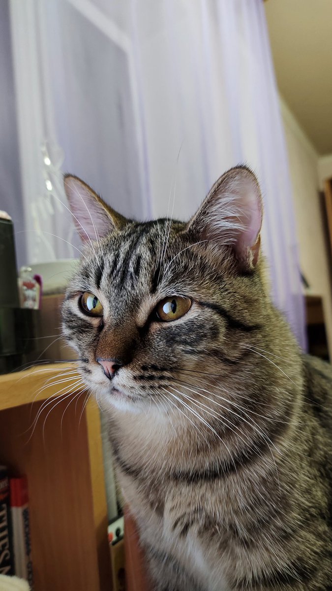 syntheticshadow's tweet photo. 😼😹 https://t.co/QfDAV9wYcH