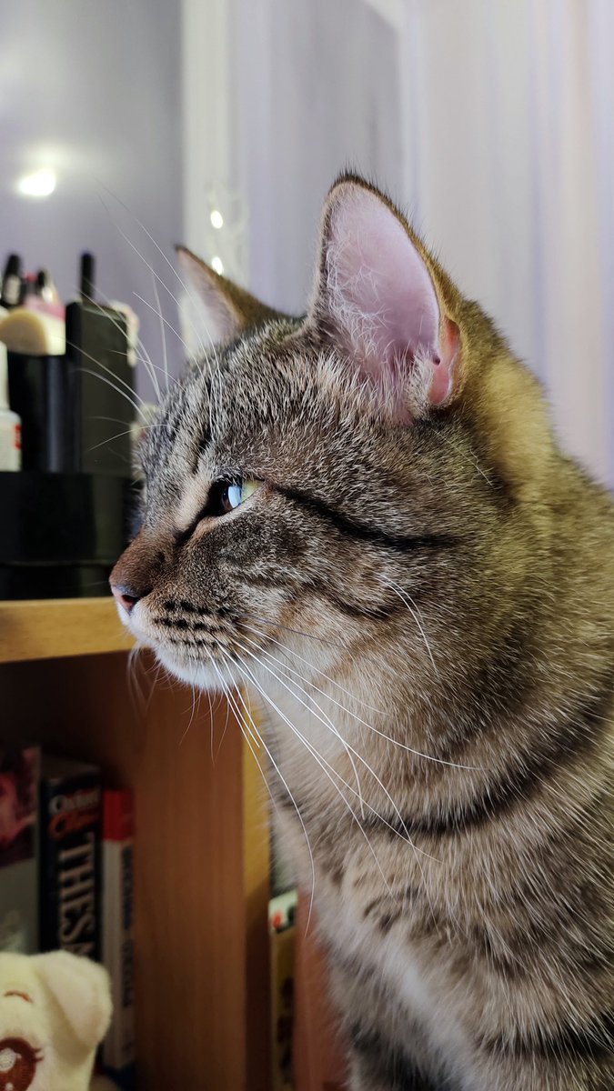 syntheticshadow's tweet photo. 😼😹 https://t.co/QfDAV9wYcH
