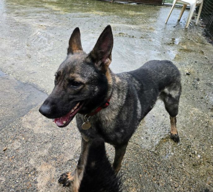 gsrescueelite's tweet photo. Angel is 4yrs old and this poor girl had a litter in the pound where only 1 survived and also had to have her tail amputated, Angel has had such a hard life so far and definitely deserves some TLC 
#dogs #germanshepherd #Essex 
 https://t.co/arapSUV1kW https://t.co/3CYTwML6jW