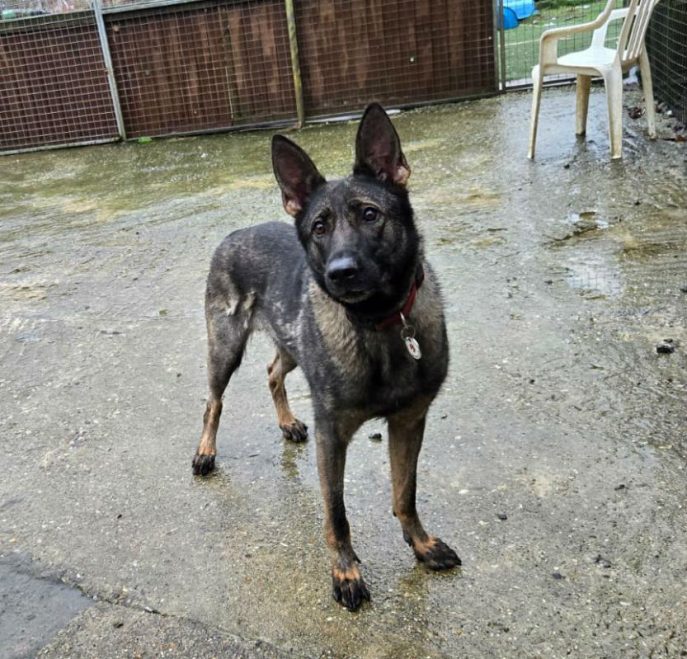 gsrescueelite's tweet photo. Angel is 4yrs old and this poor girl had a litter in the pound where only 1 survived and also had to have her tail amputated, Angel has had such a hard life so far and definitely deserves some TLC 
#dogs #germanshepherd #Essex 
 https://t.co/arapSUV1kW https://t.co/3CYTwML6jW