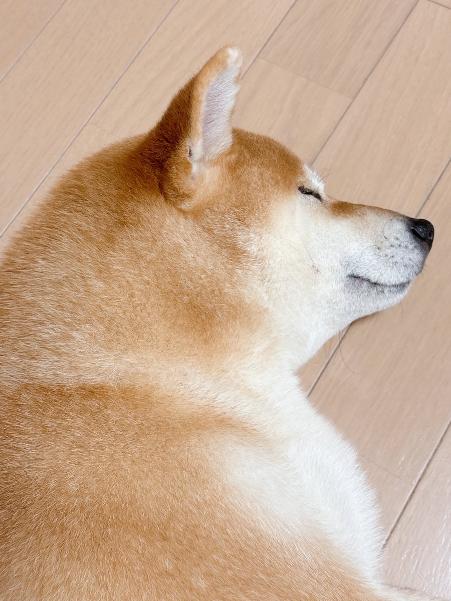 sbtum1's tweet photo. おやすみ💫 https://t.co/dfSQypPYJw