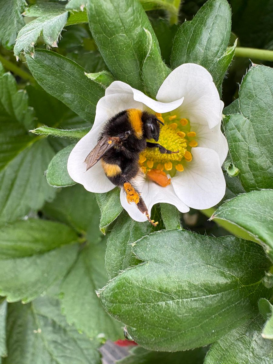 🐝 ¡𝐒𝐨𝐦𝐨𝐬 𝐚𝐦𝐢𝐠𝐨𝐬 𝐝𝐞 𝐥𝐚𝐬 𝐚𝐛𝐞𝐣𝐚𝐬! Respetamos la flora y fauna autóctonas. Tenemos en cuenta las polinizaciones naturales, como la de las 𝐚𝐛𝐞𝐣𝐚𝐬 𝐲 𝐚𝐛𝐞𝐣𝐨𝐫𝐫𝐨𝐬, ya que favorece la calidad de la fruta. 

📸 <a href="/mrnluna/">Marina Luna</a> 
#grufesa #fresas #beeFriendly