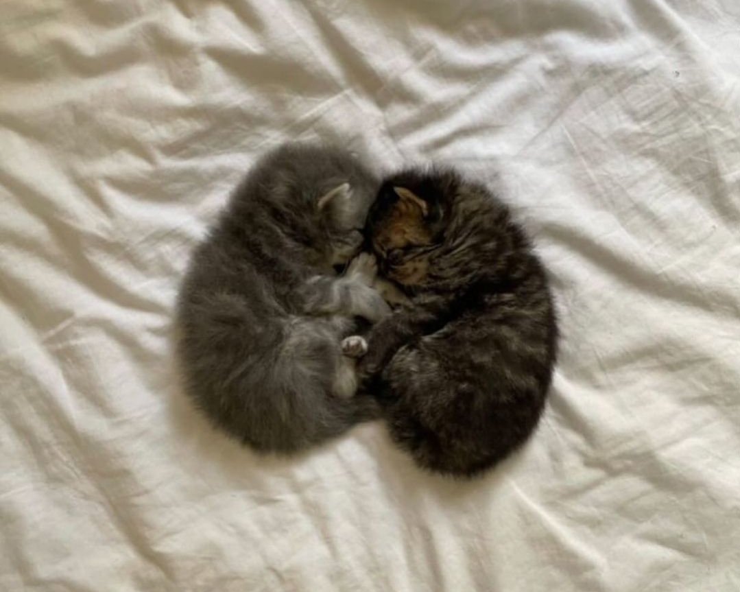 TheCatsX's tweet image. Snuggles