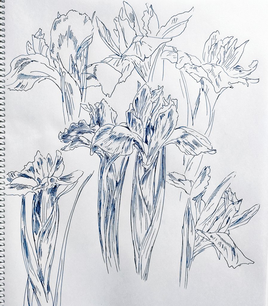 花菖蒲スケッチ 