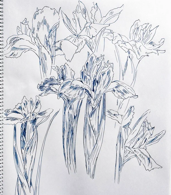 花菖蒲スケッチ 