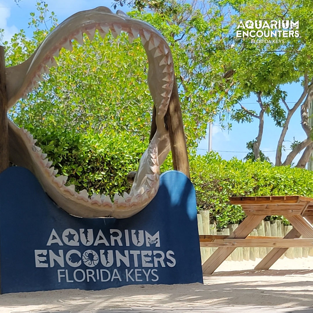 FLKeysAE's tweet image. Say cheese... or should we say jaws?