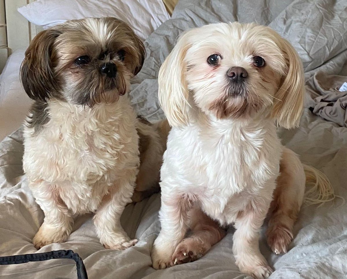 ThompsonMa67680's tweet image. Cuties 😊