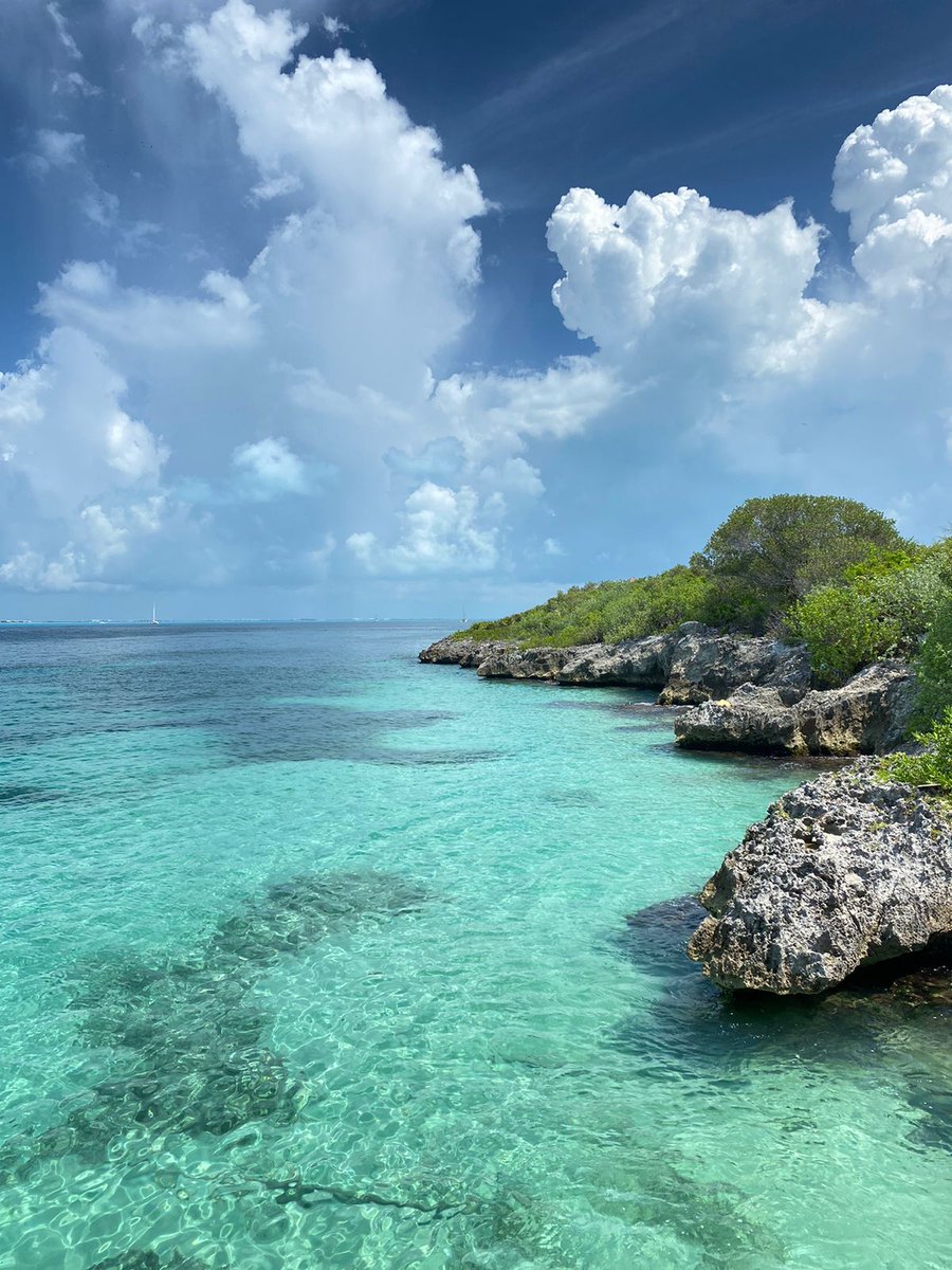 Dolphin Discovery tweet media