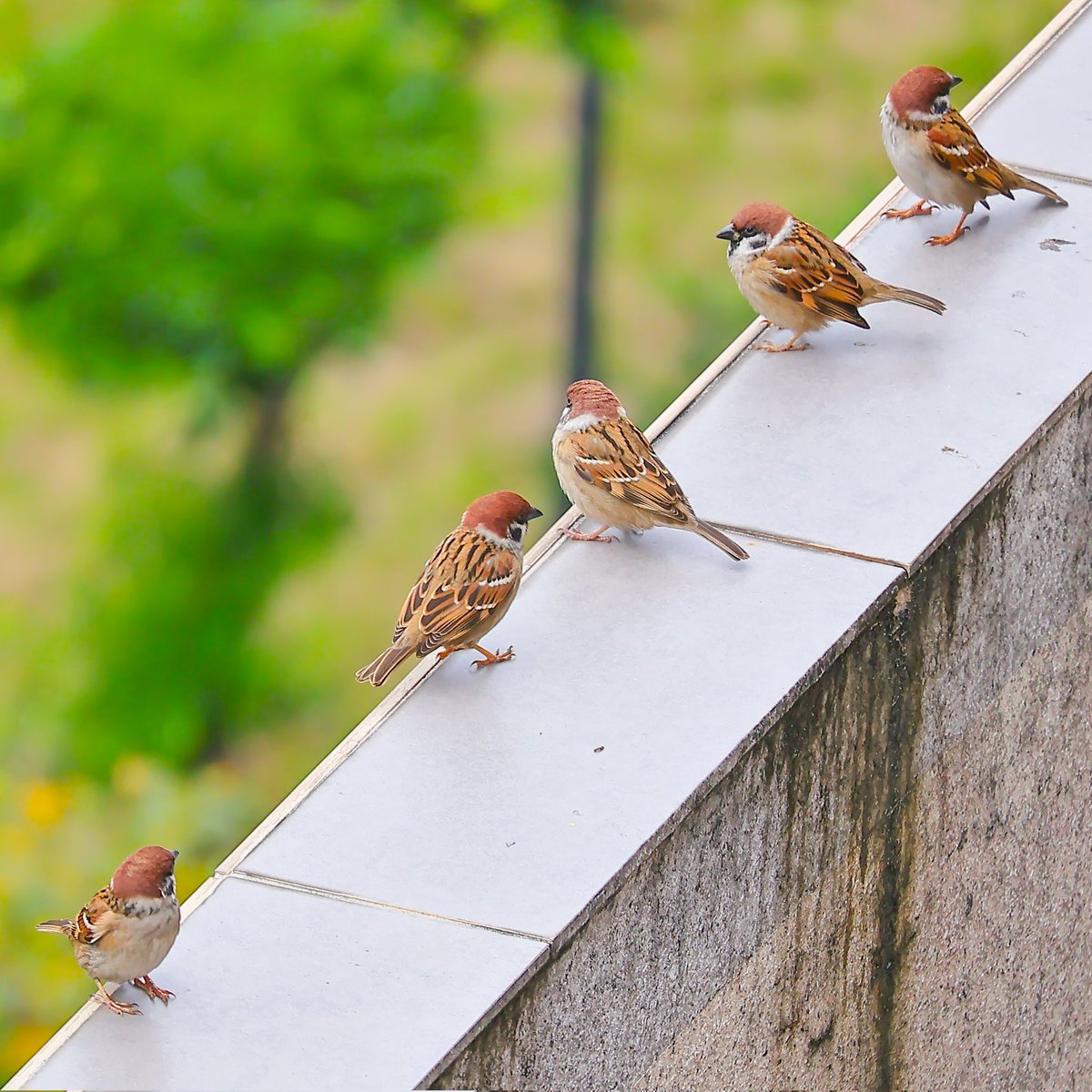 EiQzzo8's tweet photo. in large numbers

#birdphotography 
#birdshot 
#animalphotography 
#photography 
#birdwatching 
#bird 
#artphotography 
#sparrow https://t.co/D2SOdKLK28