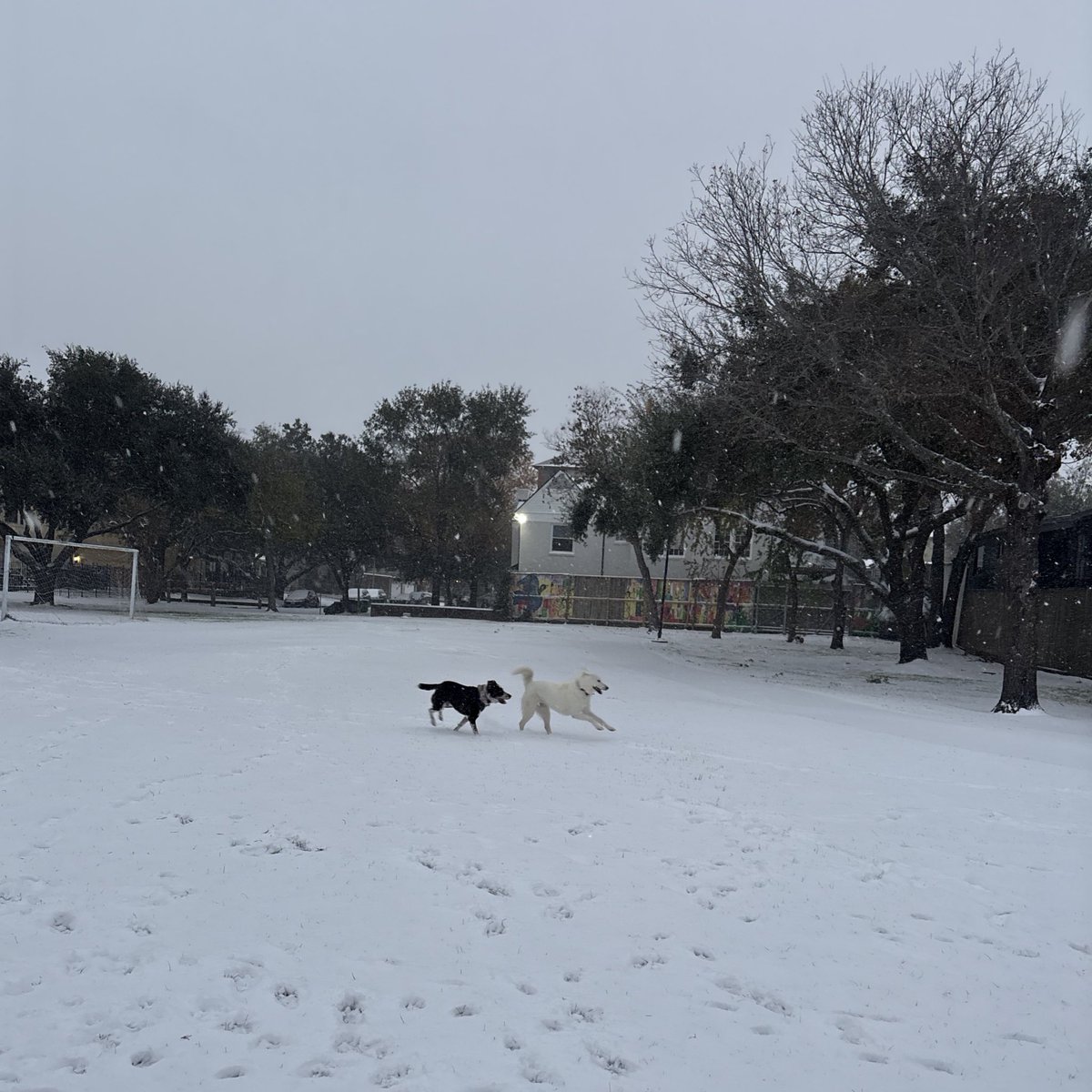 My Rx to all my patients today:
Spend 30 mins outside enjoying the snow day, Q4H
#houstonsnow #htx #Enzo