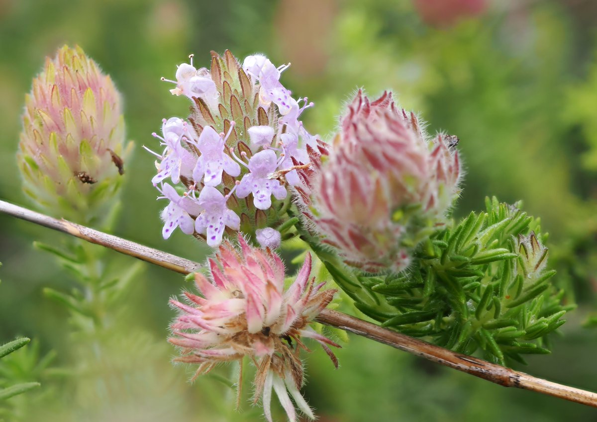 MichaelShorts0's tweet image. I went for a walk in the rain. #wildflowers #jupiterflorida
