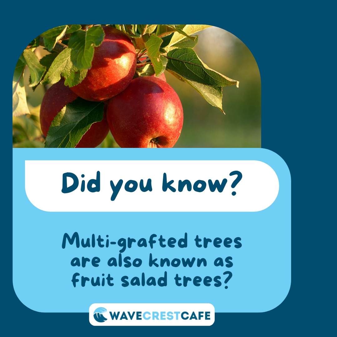 Did you know that multi-grafted trees are also known as fruit salad trees? 

They can grow up to six different kinds of fruit at once. 

#triviatuesday #foodtrivia #schoolnutrition
