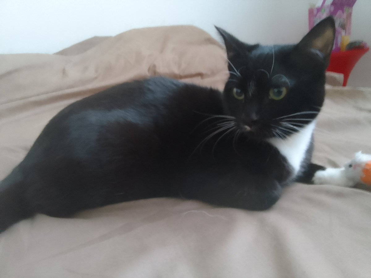 sevschamb tweet media