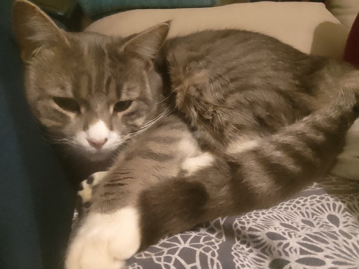 sevschamb tweet media