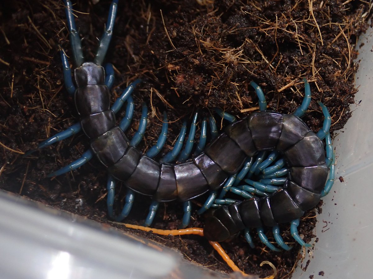 ルソンブルーレッグ ローランドタイプScolopendra paradoxa 半水棲の 