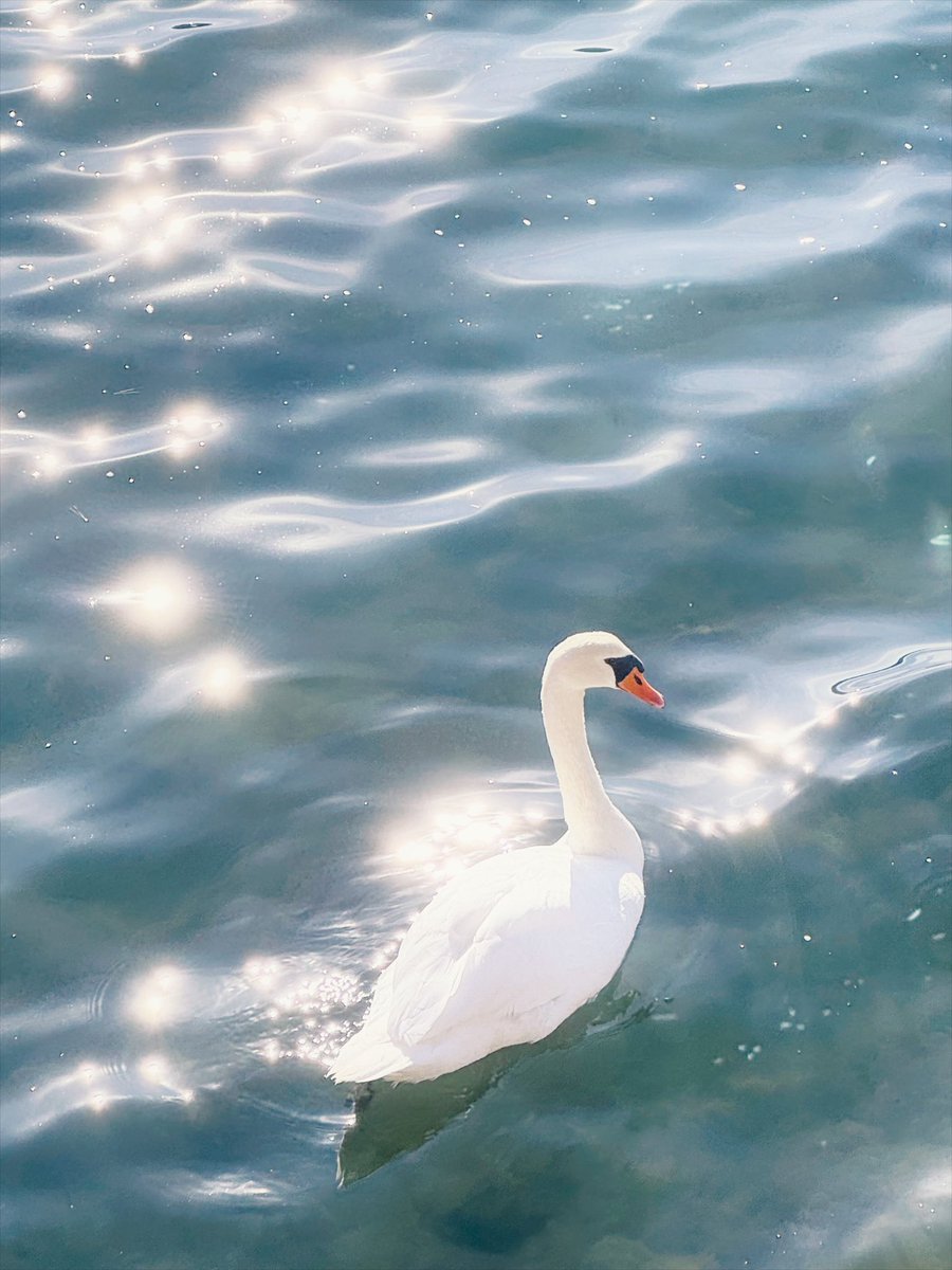 o112iii8's tweet photo. SWAN LAKE https://t.co/LML6AQC6Jv