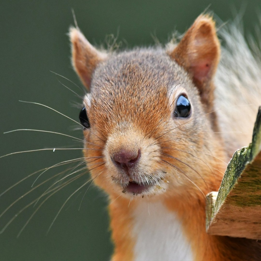 Action Oak tweet media