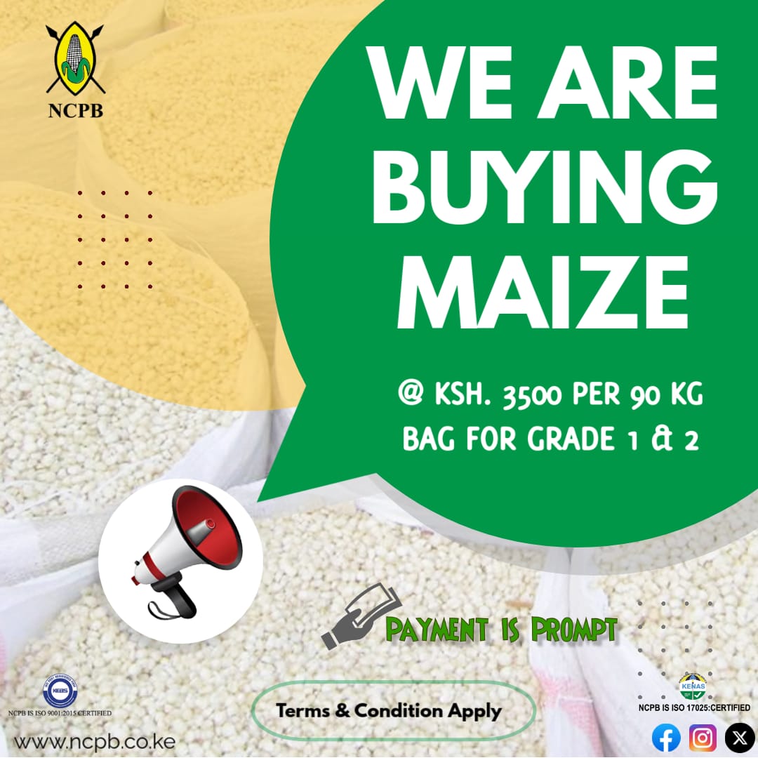 NCPB is buying maize