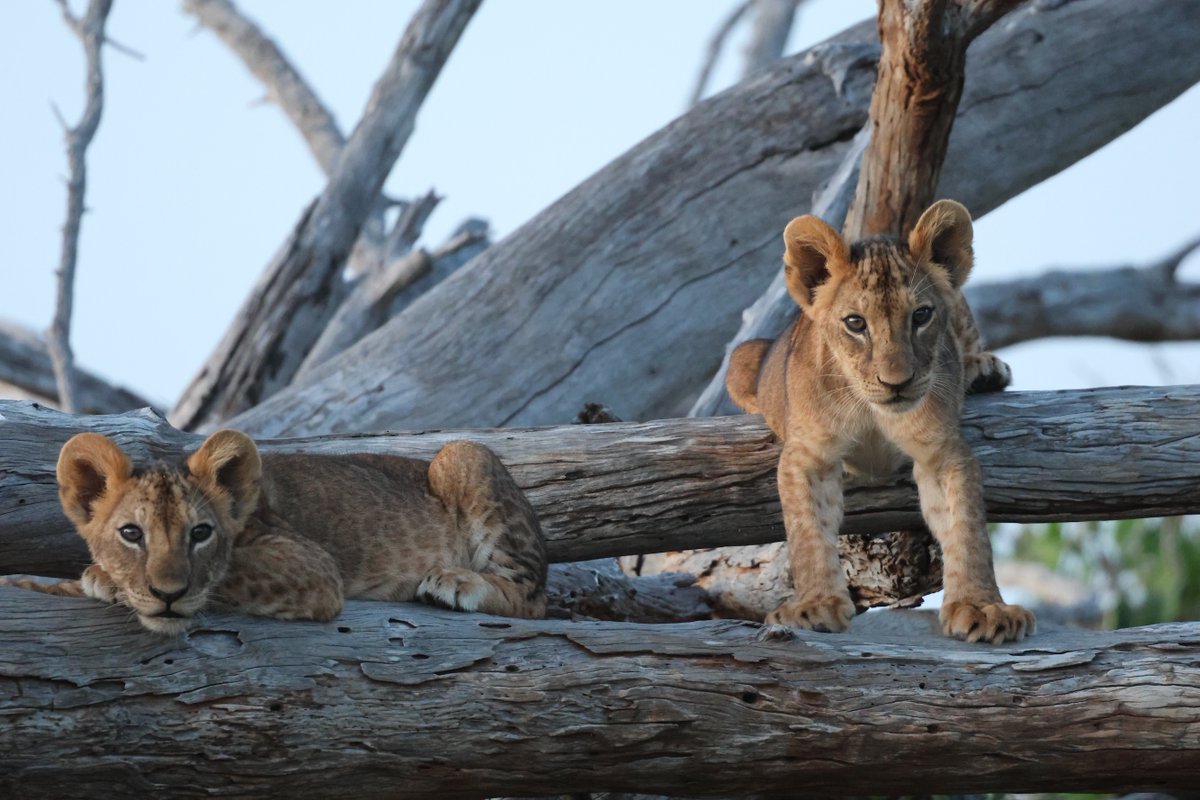 Lion Recovery Fund tweet media