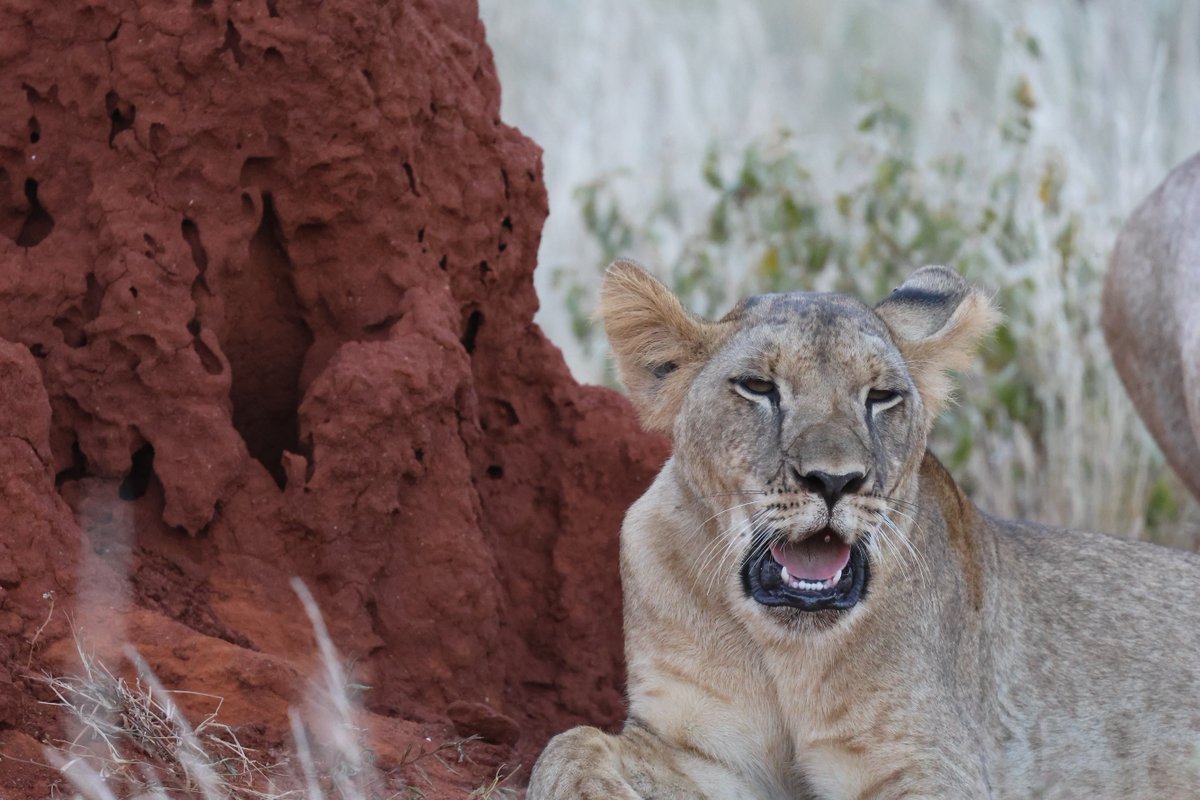 Lion Recovery Fund tweet media