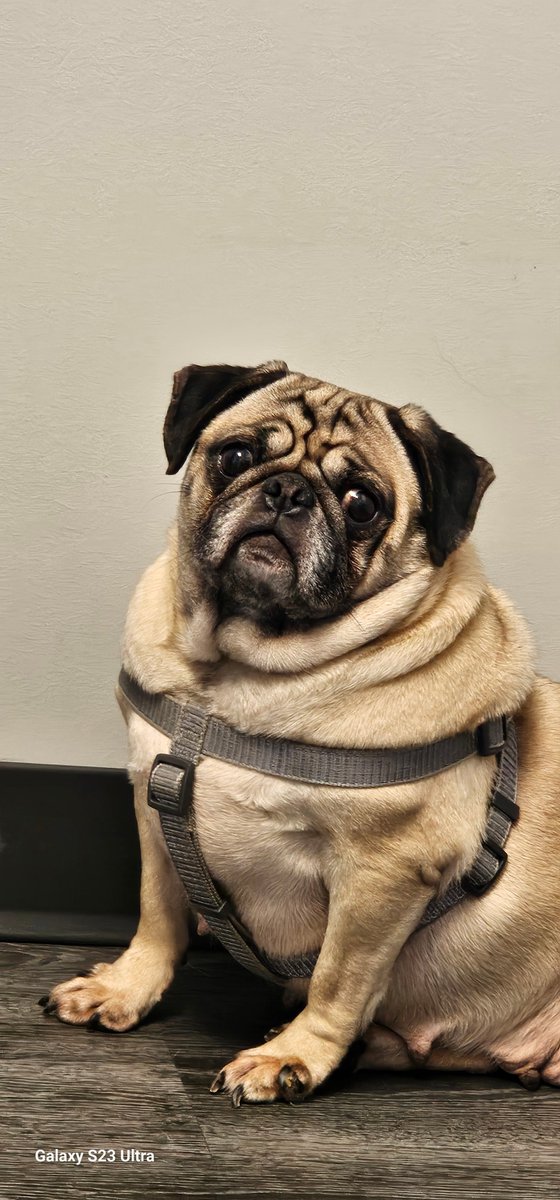 Are you looking for a new best friend? Mia is looking for a forever family on <a href="/petfinder/">Petfinder</a> petfinder.com/dog/mia-748675…