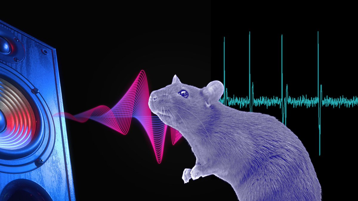 Princeton Neuroscience Institute (@princetonneuro) on Twitter photo A surprising variability in how rats process sounds, evaluate evidence, and make choices underscores the complexity of the brainβs decision-making process, finds a new study in <a href="/Nature/">nature</a> from PNI researchers
<a href="/marinopagan/">Marino Pagan</a>, <a href="/brody_lab/">Brody Lab</a>, and <a href="/jpillowtime/">Jonathan Pillow</a>.
π°: pni.princeton.edu/news/2025/new-β¦ A surprising variability in how rats process sounds, evaluate evidence, and make choices underscores the complexity of the brainβs decision-making process, finds a new study in <a href="/Nature/">nature</a> from PNI researchers
<a href="/marinopagan/">Marino Pagan</a>, <a href="/brody_lab/">Brody Lab</a>, and <a href="/jpillowtime/">Jonathan Pillow</a>.
π°: pni.princeton.edu/news/2025/new-β¦