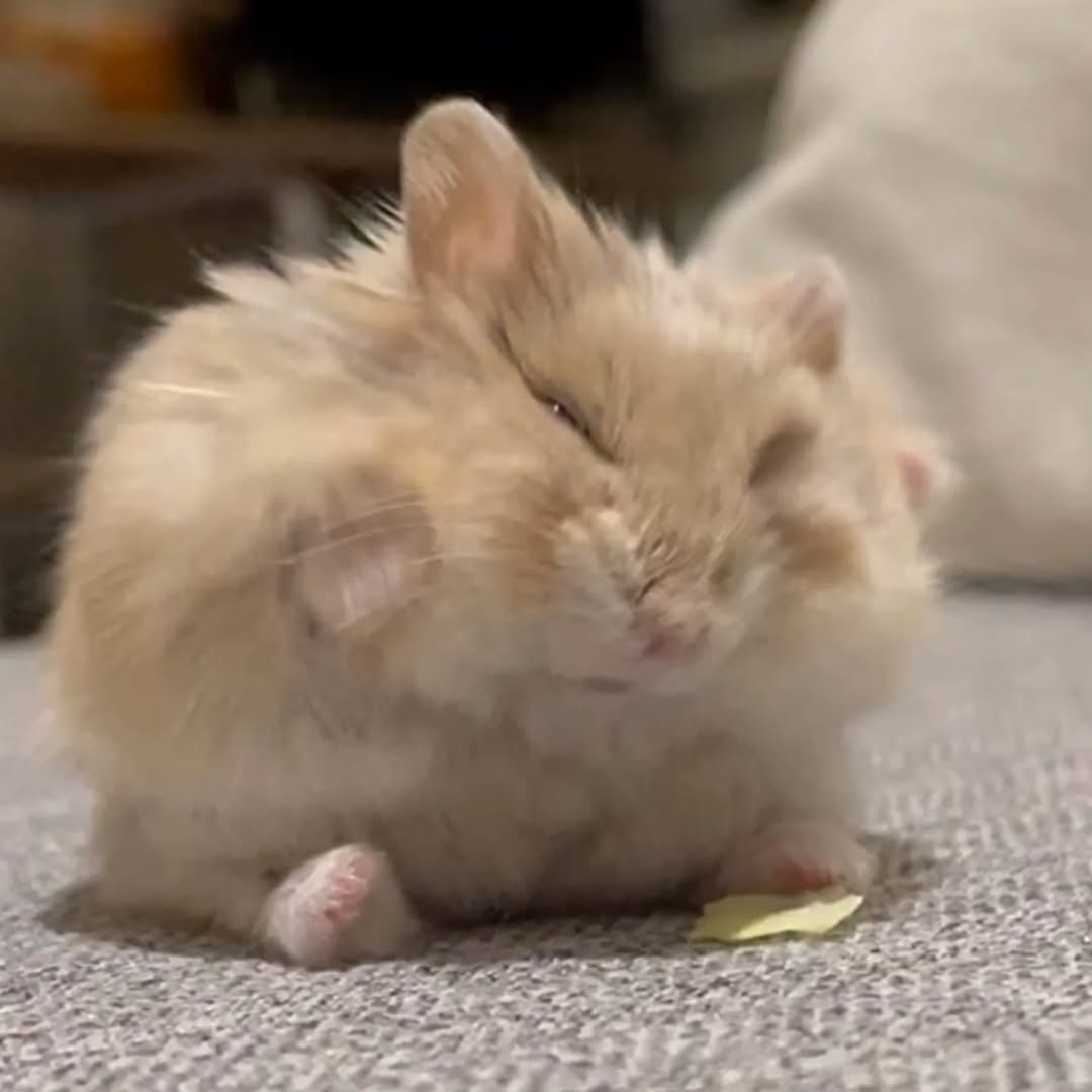 Tweets Of Hamster (@tweetsofhamster) on Twitter photo 