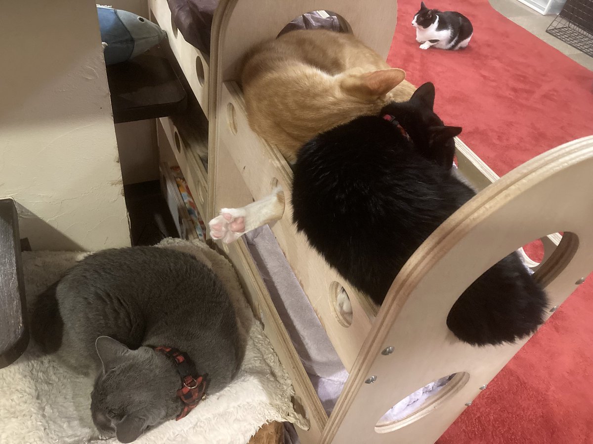 Mewkies_'s tweet photo. がっつり出てます！！(=^▽^)σ https://t.co/R3ECkBBZ5k