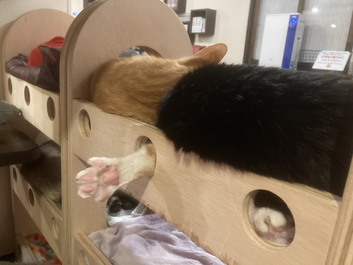 Mewkies_'s tweet photo. がっつり出てます！！(=^▽^)σ https://t.co/R3ECkBBZ5k