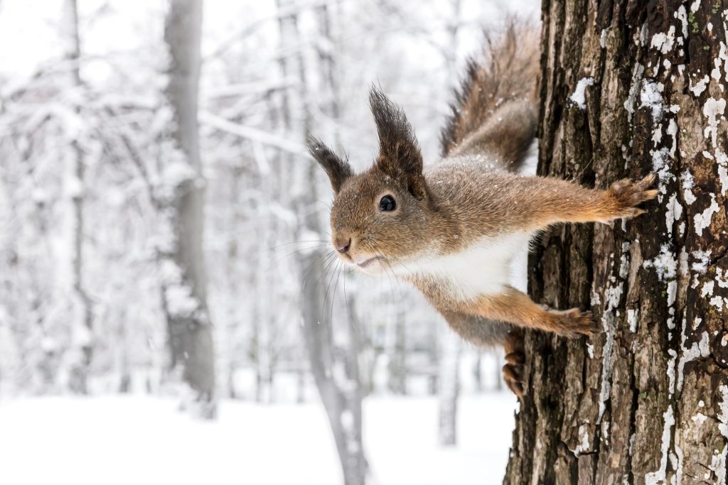 mandazimm82's tweet photo. Norman and I would like to wish you a....HAPPY SQUIRREL APPRECIATION DAY!!!!!🐿❤️🥳😎

#SquirrelLover #nature #WildlifeWonder #squirrellappreciationday #kidlit https://t.co/hPm2NzmyQf