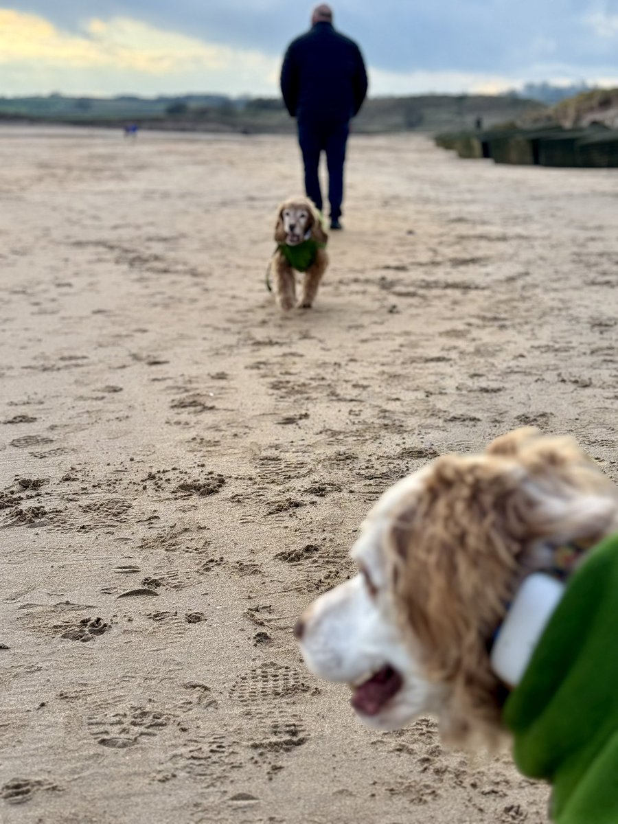 SpanielsSuper's tweet image. 12 days on from my #VestibularAttack 
Just look at me go 👍
We had a lovely walk at Alnmouth beach, but it was very cold 🥶

Dad had snacks to keep us going #ThanksDad