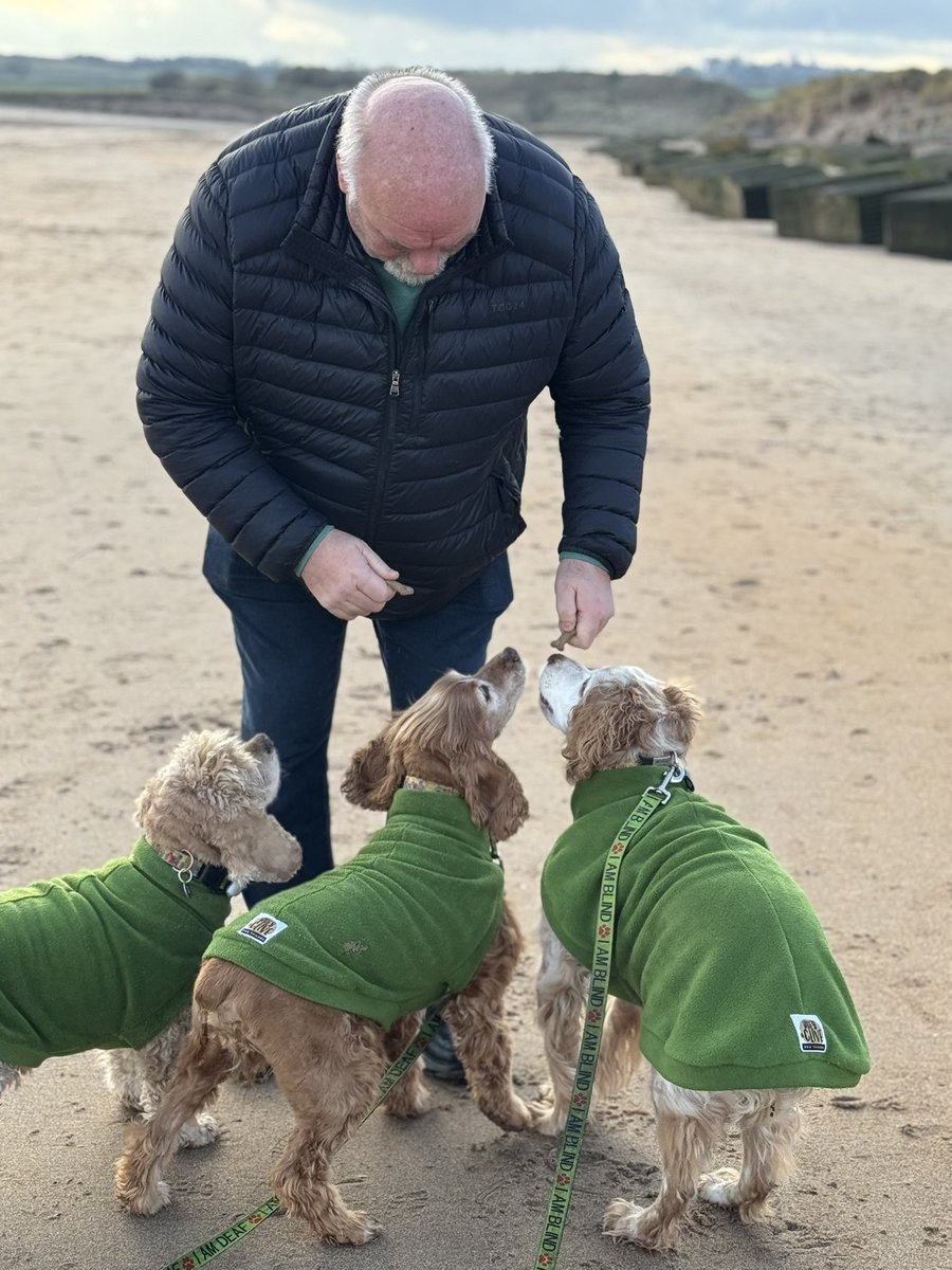 SpanielsSuper's tweet image. 12 days on from my #VestibularAttack 
Just look at me go 👍
We had a lovely walk at Alnmouth beach, but it was very cold 🥶

Dad had snacks to keep us going #ThanksDad