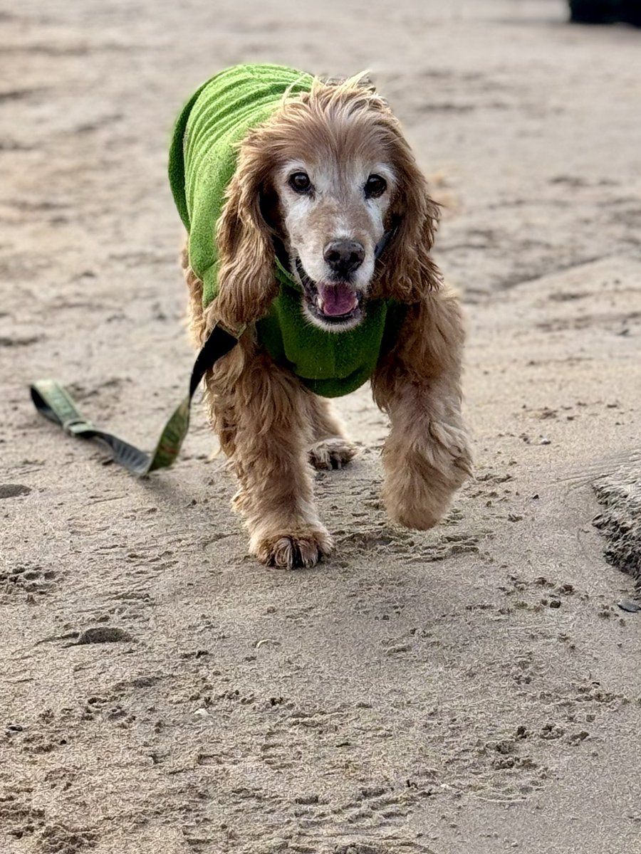 SpanielsSuper's tweet image. 12 days on from my #VestibularAttack 
Just look at me go 👍
We had a lovely walk at Alnmouth beach, but it was very cold 🥶

Dad had snacks to keep us going #ThanksDad