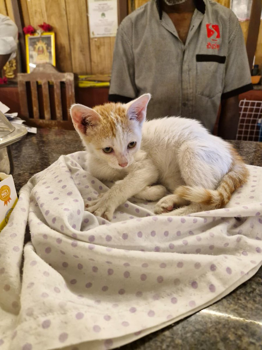 __kosire's tweet image. #CatTwitter