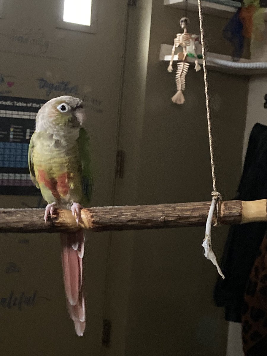 ElephantTusks's tweet photo. This bird came into my house, brain washed me and now controls my life. Pinto does what he wants. But we’re trying to not let him use weapons anymore. https://t.co/jHxkhjlmY8