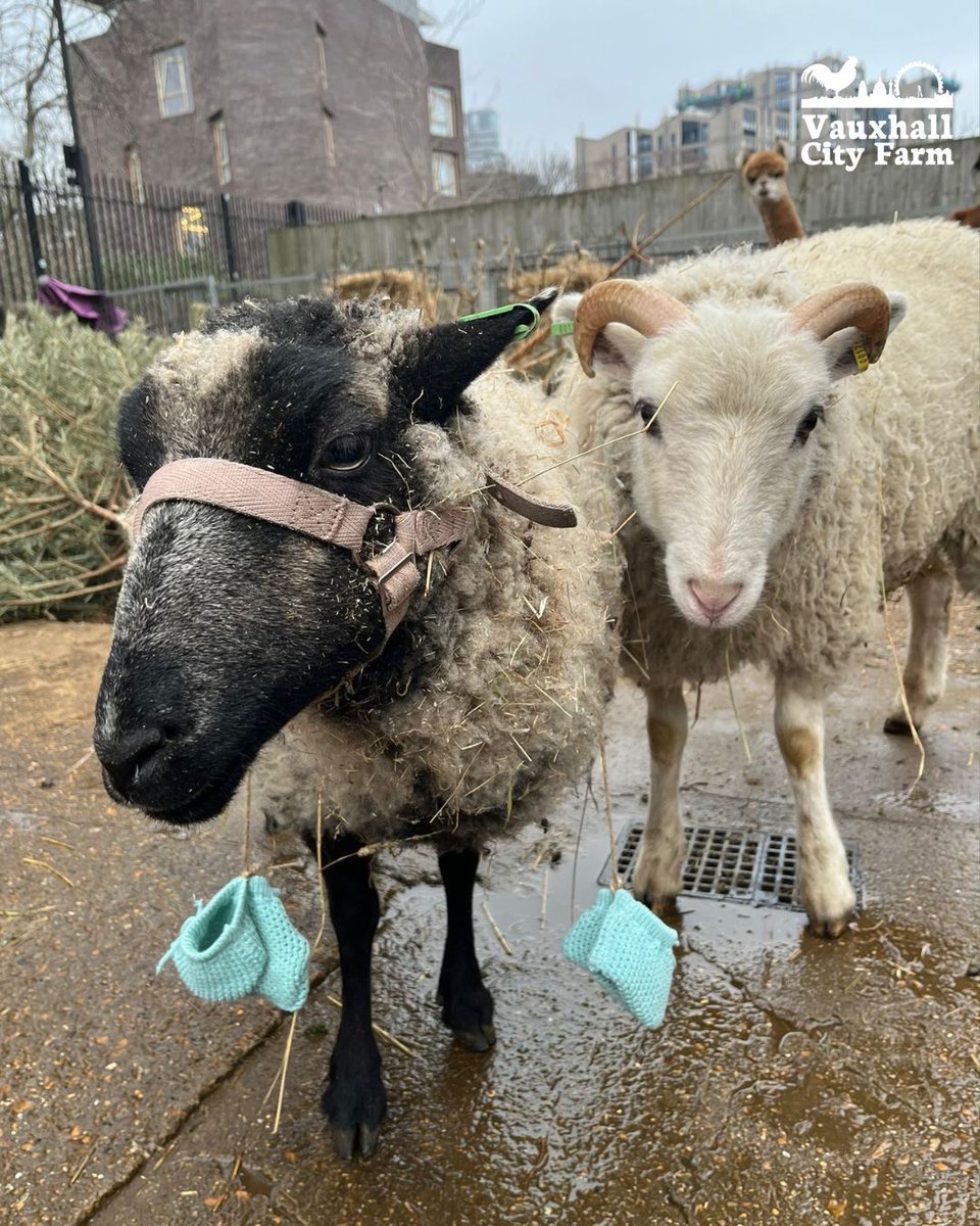🍼 We're expecting twins!🍼  Our beautiful Poppy is expecting twins. Petal (Poppy's bezzie) is also pregnant!

We look forward to meeting our little lambs in spring. 

Keep an eye out for updates on their birth, and the chance to meet them at our Spring Fair. 

#expectingtwins