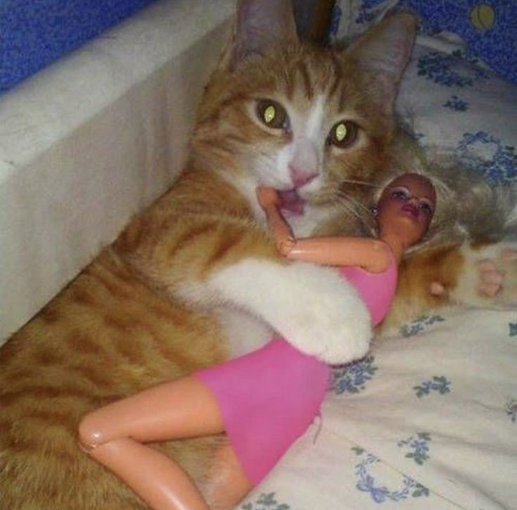 Posts Of Cats tweet media