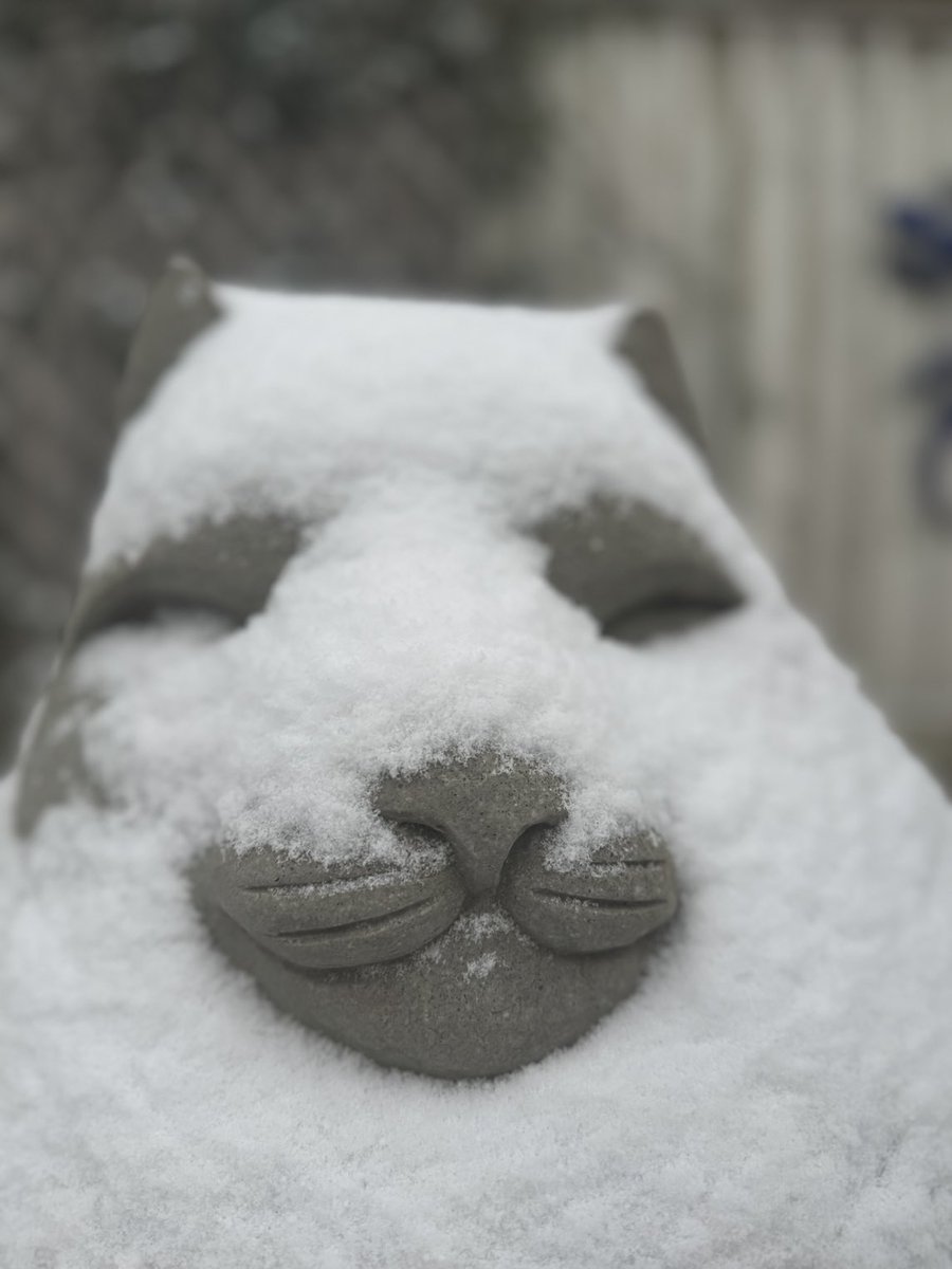 JANE 🐾🦋❤️💫 🪐🌎 tweet media