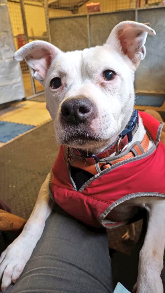 Senior Staffy Club Dog Rescue tweet media