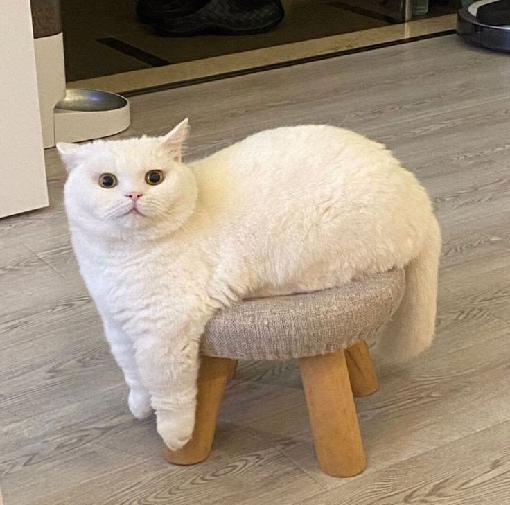 nocontextscats's tweet photo. Sheep 🐏 https://t.co/bf3cngCdQp