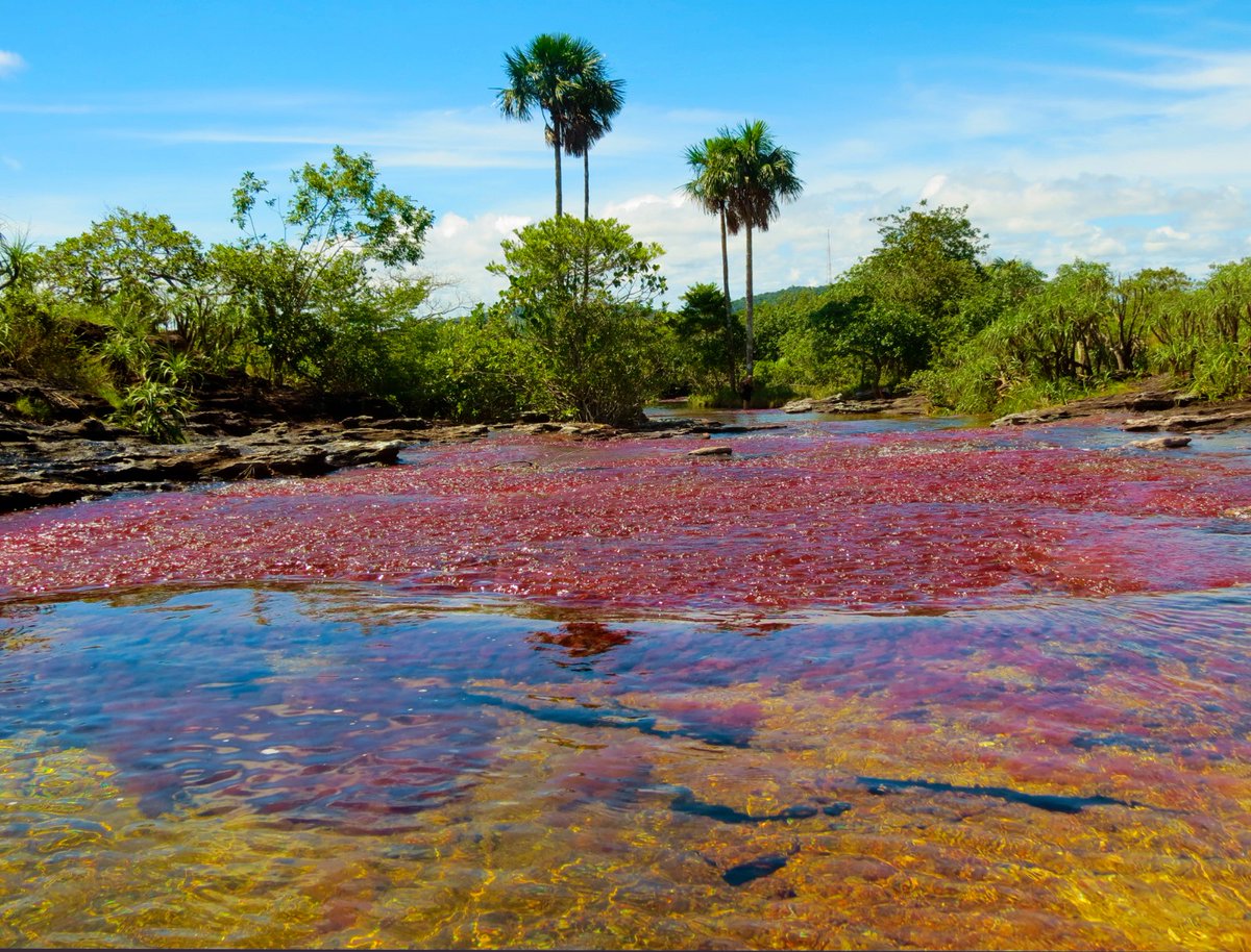 #Noticia Colombia, #ElPaísDeLaBelleza, rompió nuevo récord en turismo al recibir cerca de 6,7 millones de visitantes no residentes en 2024. 👇 mincit.gov.co/prensa/noticia…