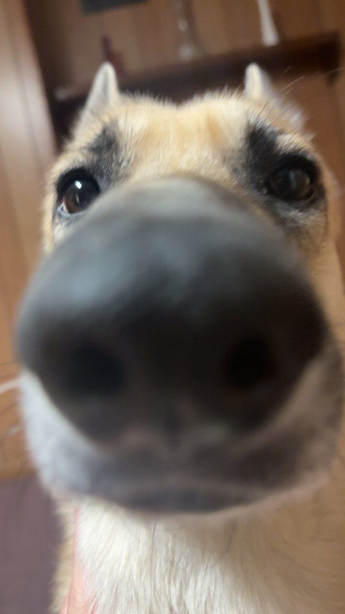 Manifest Destiny tweet media