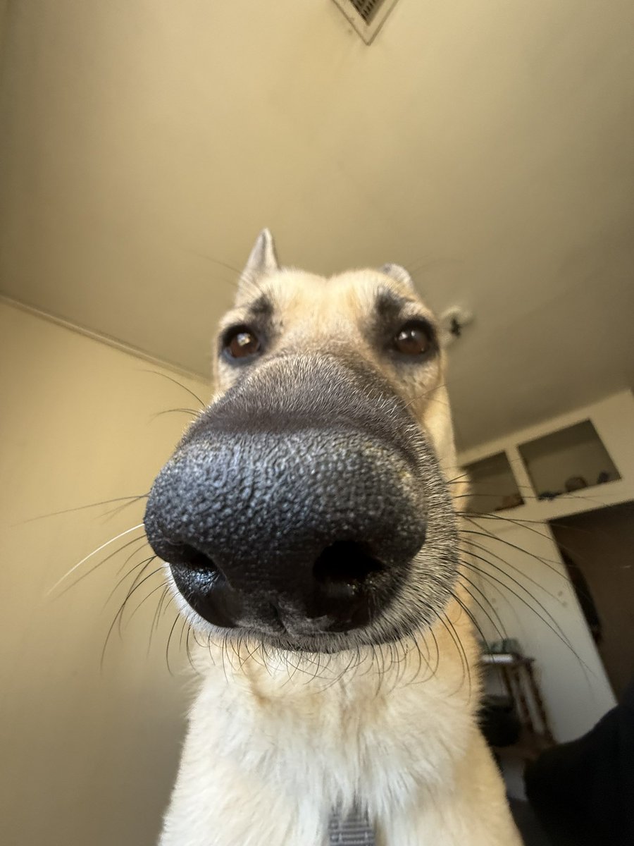 Manifest Destiny tweet media