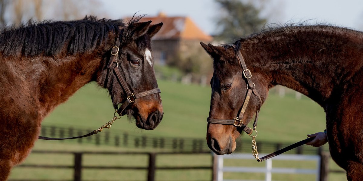 AgaKhanStuds's tweet photo. We are sad to announce that #Zarkasha has passed away at the age of 26.

Zarkasha will long be remembered in the studbooks as dam of the brilliant #Zarkava and granddam of leading sire #Zarak. She's also great granddam of 2025 Classic hope #Zarigana.

She will be greatly missed. https://t.co/qNZx6FTfkj